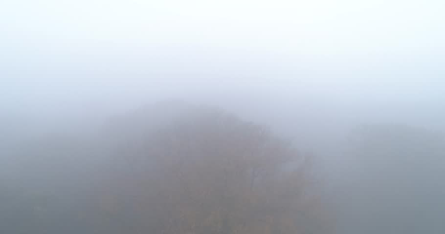 4k 60fps drone shots in the middle of the forest in the early morning. The whole forest was still covered in the morning dew.