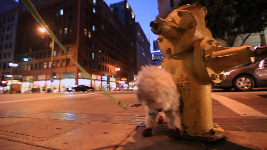 Fluffy White Dog Marking Yellow Fire Hydrant