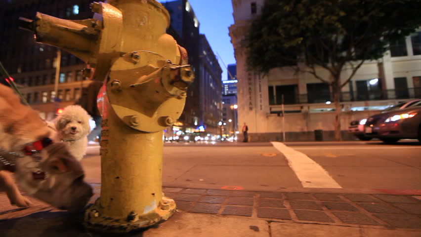 Dog on Lead Sniffing Yellow Fire Hydrant