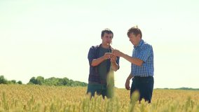old two farmers explore are studying. man Wheat Field summer in the field wheat bread. slow motion lifestyle video Smart farming. farmer ecology concept. agriculture worker working in the field