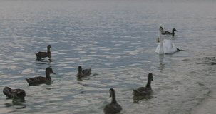 Ungraded Flat Video, seabirds swans and geese swim near the shore in Lake Garda tourists feed them area Lazise of Garda