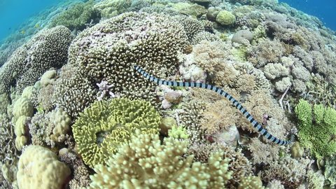 A Banded sea krait, Laticauda colubrina, swims over a shallow coral reef in Wakatobi National Park, Indonesia. These highly venomous reptiles are common in the tropical western Pacific region.