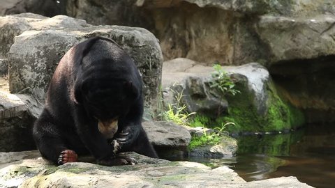 Sun Bear or Malayan Sun Bear eating fish carcasses.