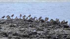 Crab plover rare migratory bird  sitting on the broken coral beach among other water birds at Laem Krangyai Phang Nga Thailand 4K video.
Bird plover  in the heat of sunlight.
