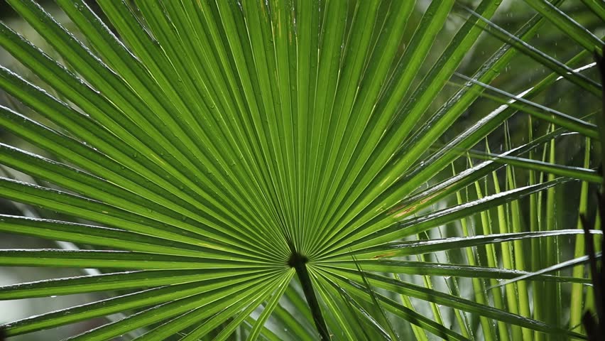 Freshness of Nature. Splashing water on on green leaves.  Irrigating Agricultural. Automatic Sprinklers. Water sprinkler green graden in motion.