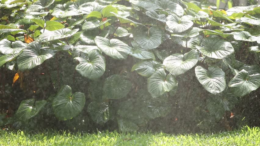 Freshness of Nature. Splashing water on on green leaves.  Irrigating Agricultural. Automatic Sprinklers. Water sprinkler green graden in motion.