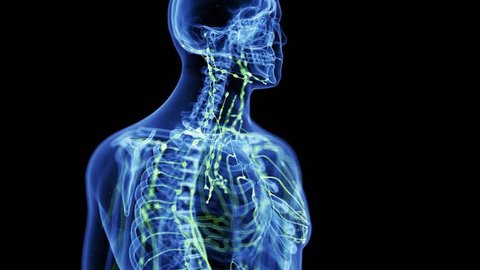 medically accurate 3d animation of the lymphatic system of the neck