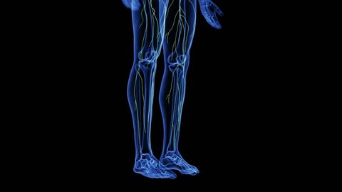 medically accurate 3d animation of the lymphatic system