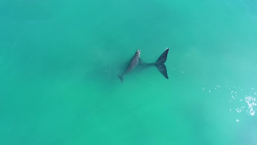 Mother and calf whales swimming in aqua blue water filmed in Australia
