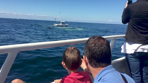Boy and man or father and son watching whales surface and feed in the ocean