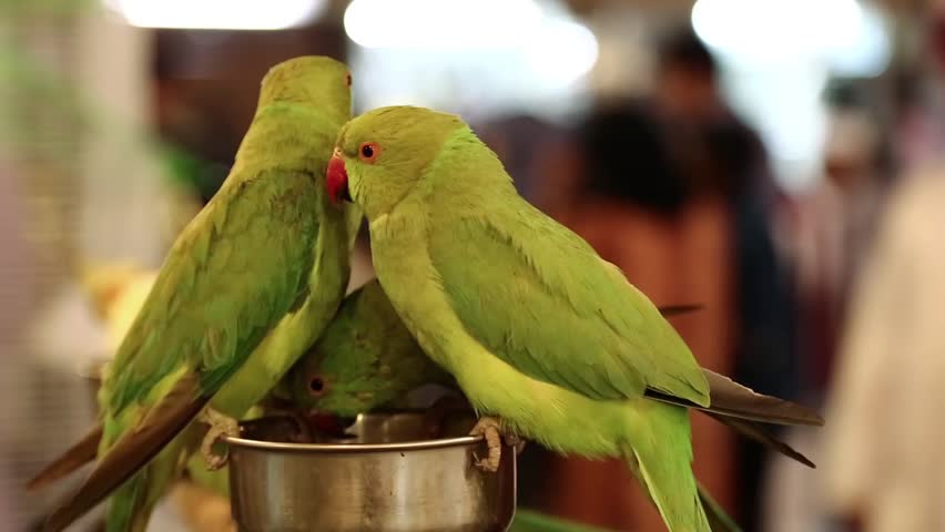 Parrots in bird market in Doha, Qatar