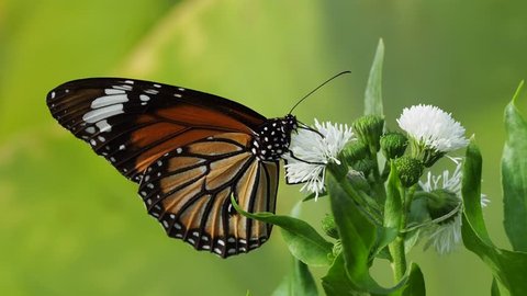 Butterfly sucking nectar from white flower