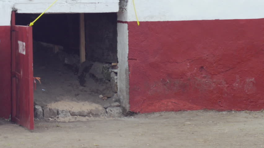 Bull charges out of the gate at the opening of a bull fight and chases the matador with the cape behind a protective wall