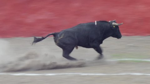 Bull charges out of the gate at the opening of a bull fight and chases the matador with the cape behind a protective wall