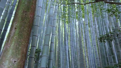 Walking through a Bamboo Forest in Japan