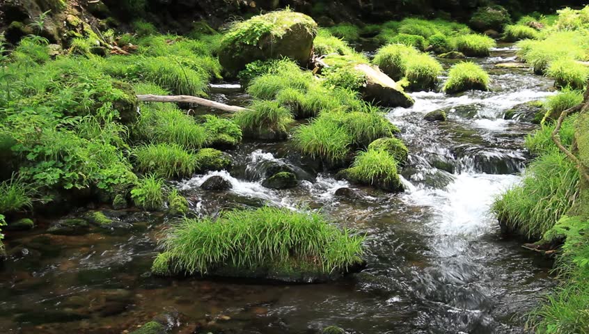 Flowing water green landscape  | Shutterstock HD Video #1013173469