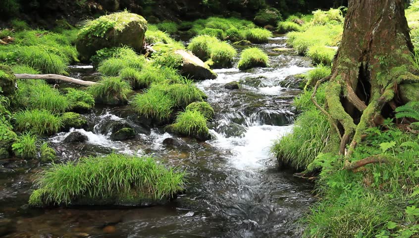 Flowing water green landscape  | Shutterstock HD Video #1013173481