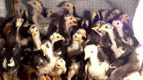 footage chicks are born in the farm