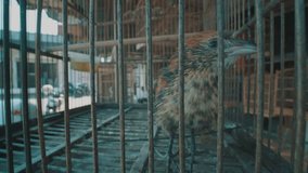 Video of small brown bird in the cage on the traditional market in Bali, Indonesia