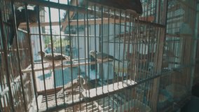 Video of dove birds in the cage on the traditional market in Bali, Indonesia