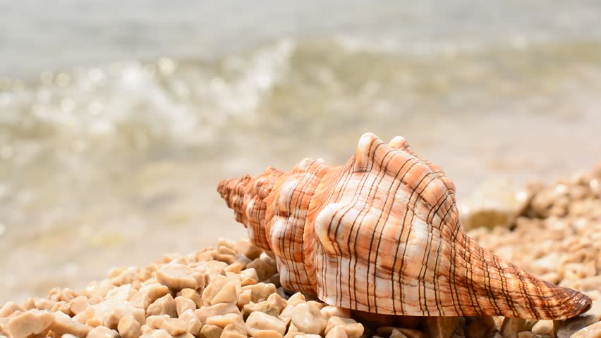 Conch shell with waves on the beach in Croatia - Trogir. Sunny day. Still shot. Loopable.
