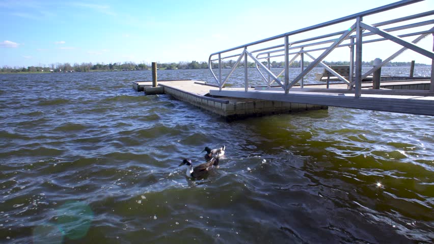 A pair of ducks gently bob on an idyllic lake by a floating dock on a summer day