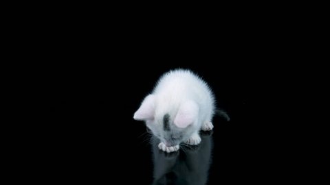 White little cat sitting and licks lips after eat, looking at own reflection, then meows and walks to camera, black background with reflection, ProRes source codec