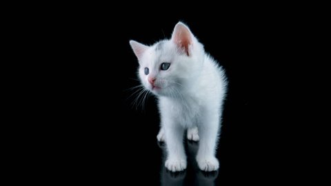 Beautiful white cat meows, looking around, walks to close-up view, isolated on black background, ProRes source codec