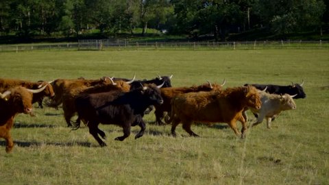 Highland Cattle in a pasture during summer in Sweden