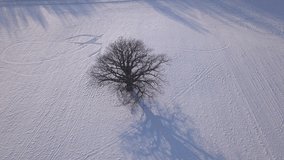 tree Winter field Krimulda Latvia aerial drone top view 4K UHD video