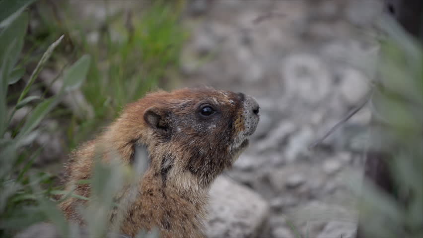 Yellow-bellied Marmot Marmota flaviventris
