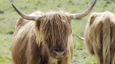 Highland cattle, highland cow in Isle of Skye, Scotland