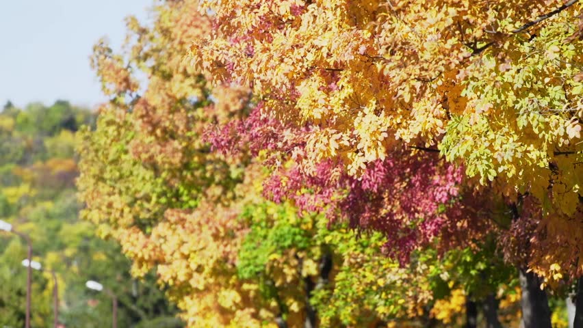 Autumn leaves in the sunshine Royalty-Free Stock Footage #1013187209