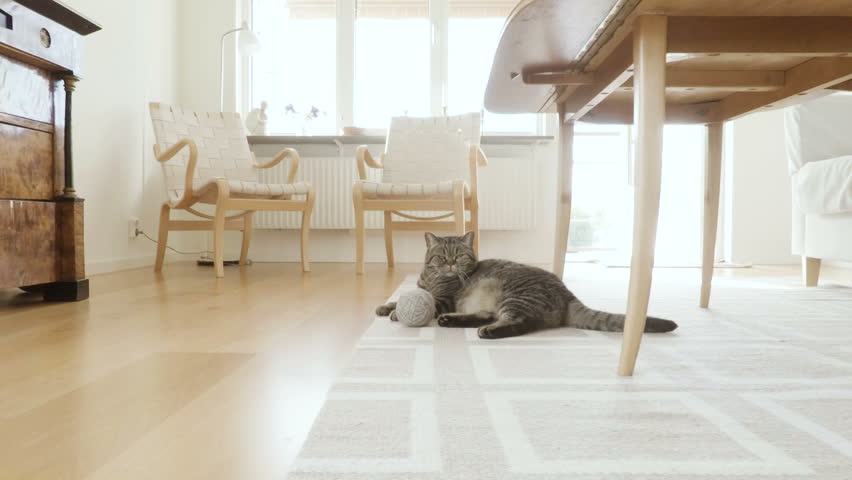 cat in living room