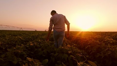 Young farmer walking in a soybean field and examining crop.