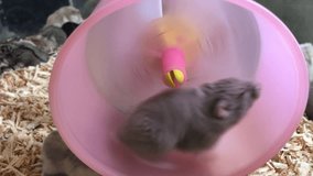 Video Clip of Hamster running, Animal Concept.