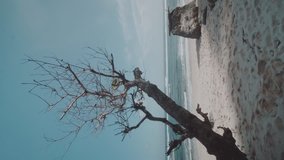 Beautiful tropical sandy beach with tree against amazing ocean with blue summer sky background - vertical video in slow motion