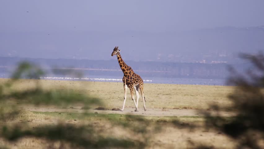 Giraffe in wild Africa / Kenya / Mombasa (RedTech) (Slowmo)