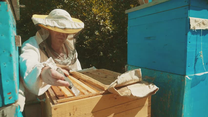 the beekeeper working in lifestyle the apiary bees fly swarm multi colored beehive slow motion video. bee-maker beekeeper man working of a smoke pipe beeper wooden hives smoker device for repelling