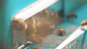 slow motion video apiary. a swarm of bees flies into a hive collect the pollen bear honey. beekeeping concept bee agriculture. Honey bees swarming and flying lifestyle around their beehive