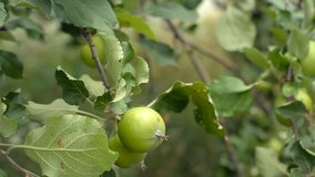 Organic apple tree. Heavily laden with unripe. green fruit. Growing in a private orchard. Closeup shot.