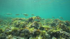 Underwater a school of fish (Sarpa salpa) with algae on a shallow seafloor, Mediterranean sea, natural light, Denia, Alicante, Costa Blanca, Spain
