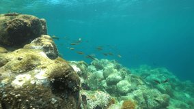 A shoal of fish, ornate wrasse, Thalassoma pavo, with rock underwater in the Mediterranean sea, La Isleta del Moro, Cabo de Gata-Níjar natural park, Almeria, Andalusia, Spain
