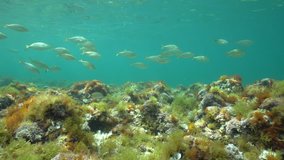 A school of fish (Sarpa salpa) in shallow water with seaweeds on the seabed, Mediterranean sea, underwater scene, natural light, Denia, Alicante, Costa Blanca, Spain