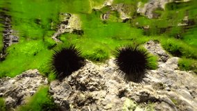 Two sea urchins, Paracentrotus lividus, on rock below water surface with sea lettuce green alga, Mediterranean sea, underwater scene, Cap de Creus, Costa Brava, Catalonia, Spain