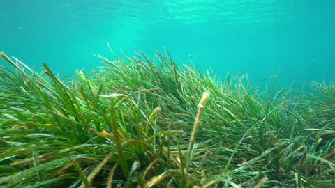 Ripples of seagrass underwater in the Mediterranean sea, Neptune grass Posidonia oceanica, natural light, Cabo de Palos, Cartagena, Murcia, Spain