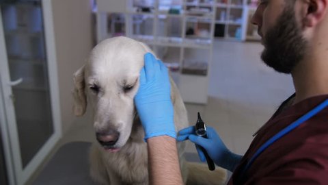Close-up vet doctor in gloves checking golden retriever's ear with otoscope at animal care clinic. Young veterinary specialist during ear check-up examining dog patient's ear for ear infection