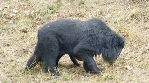 Black Bear Feeding On Crabs Stock Footage Video 100 Royalty Free 12497462 Shutterstock
