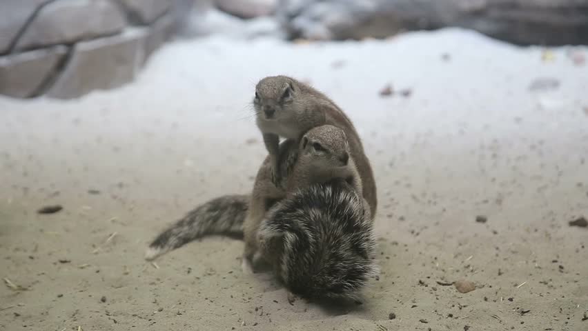 African ground squirrels (genus Xerus) form a taxon of squirrels under the subfamily Xerinae. They are only found in Africa.