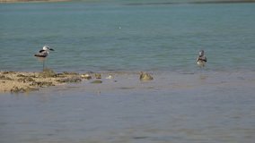 Crab plover rare migratory birds standing   on one leg while the other spreading wings and sitting down on sand at Laem Krangyai Phang Nga Thailand ,4K video.
Pair of crab plover bird, rear view.
